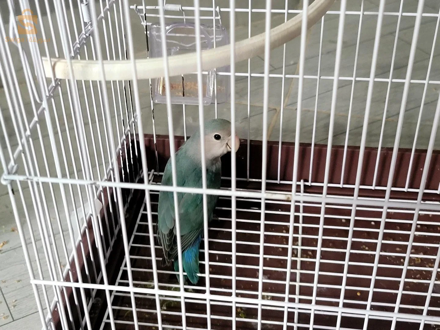 ذكر طائر حب للبيع مع القفص