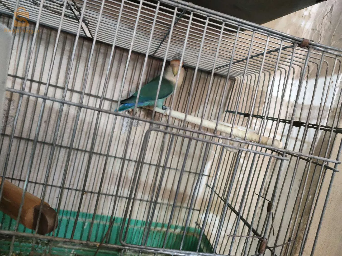 محمد رسول الله