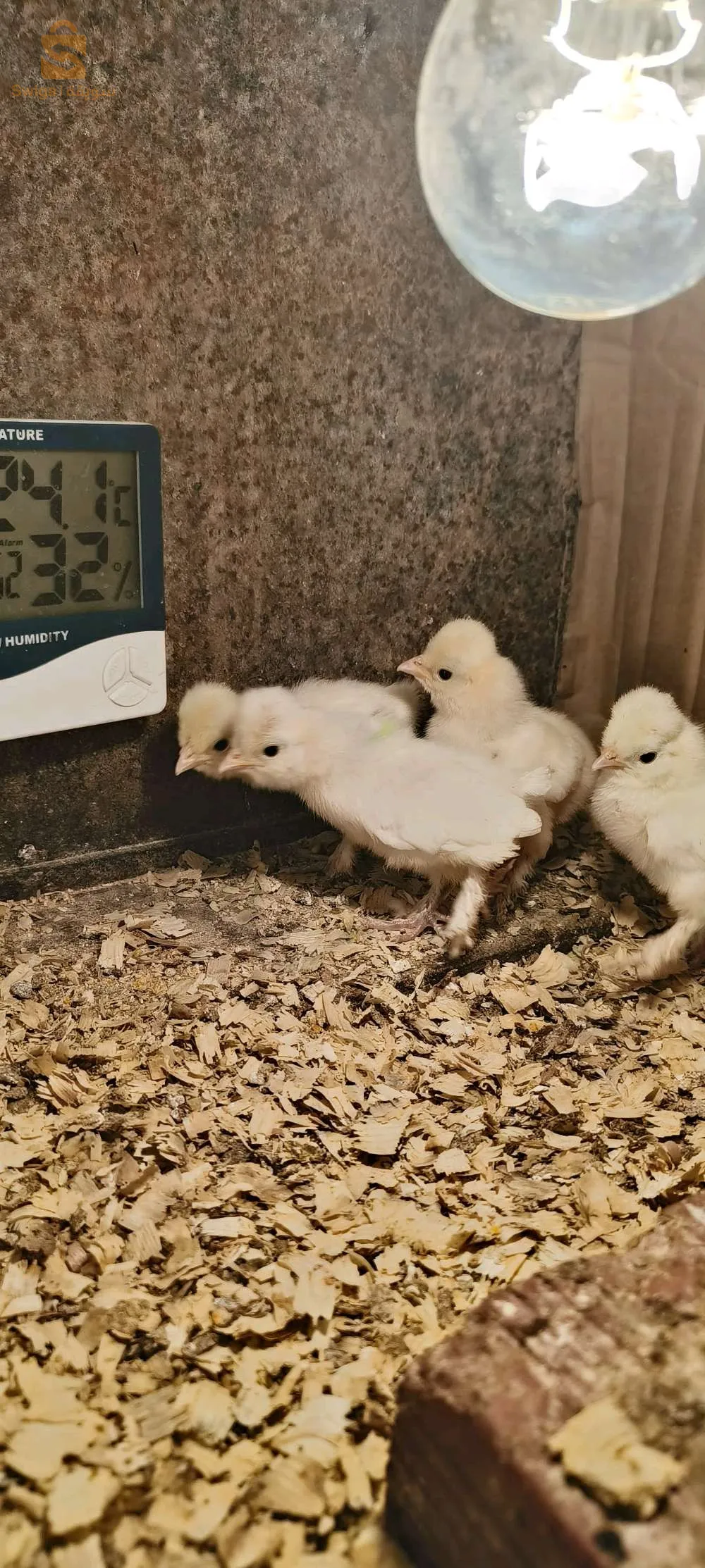 متوفر فلوس سلطان العثماني