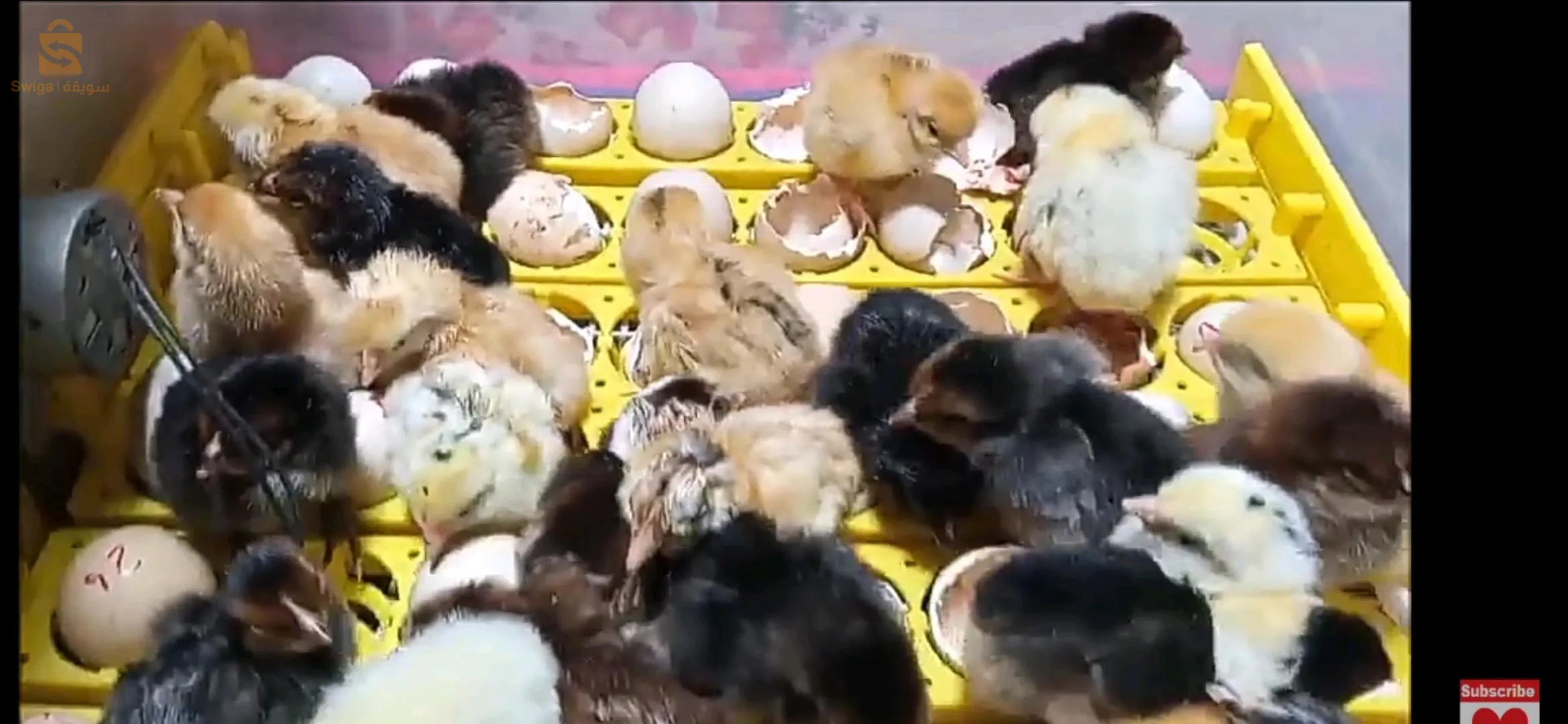 السلام عليكم  فقاسات و حاضنات للفلوس كورية المستوردة
تاع 56 بيضة ب 30000دج
تاع 112 بيضة ب 38000دج
مرحبا بكم أتصل 661549076
و نزيدو نديرولك مرافقة و كيفية الاستعمال الجيد بالخبرة تاعنا من أجل ضبط التهوية و الرطوبة الازمة حتى تعطي نتائج اكيدة 
متوفر التوصيل 58 ولاية 
متواجدين بسطيف بحي دالاس