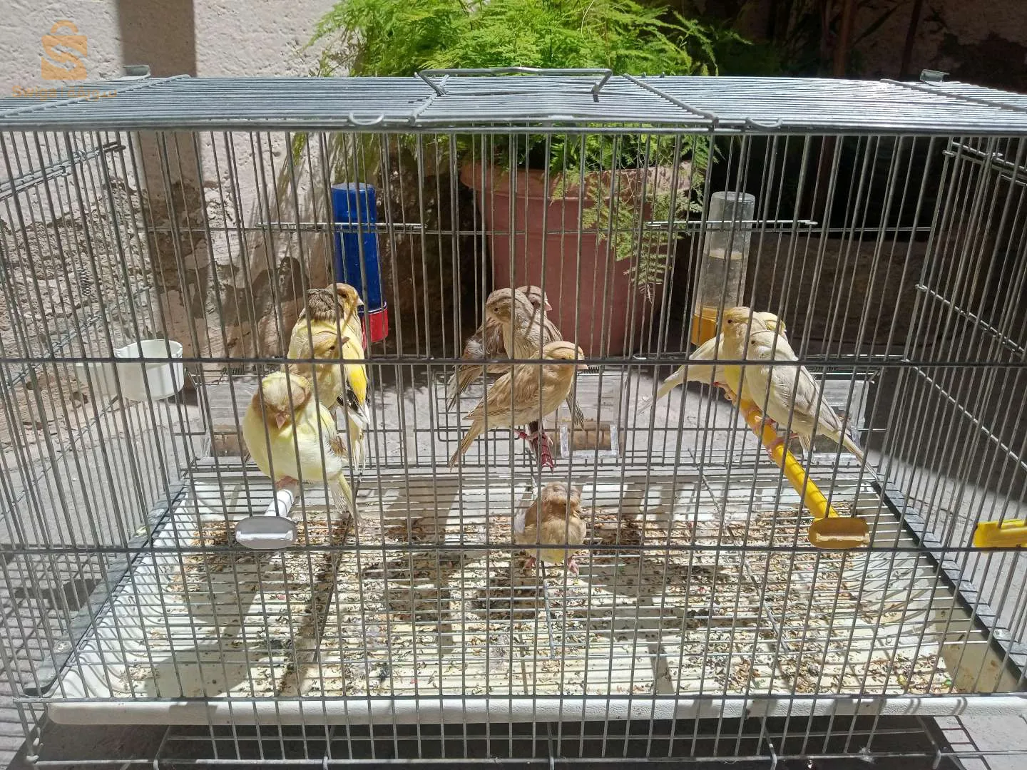 فراخ لاراس غلوستر +حامل الطفرة عيون حمراء +ساتني