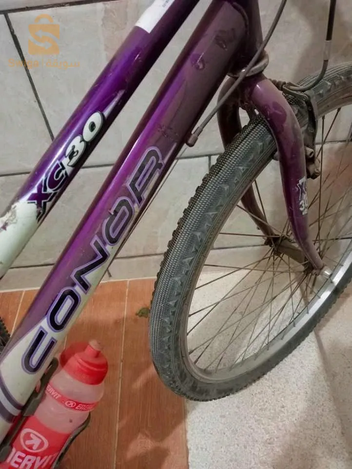 فيلو 26 خشينة مليحة