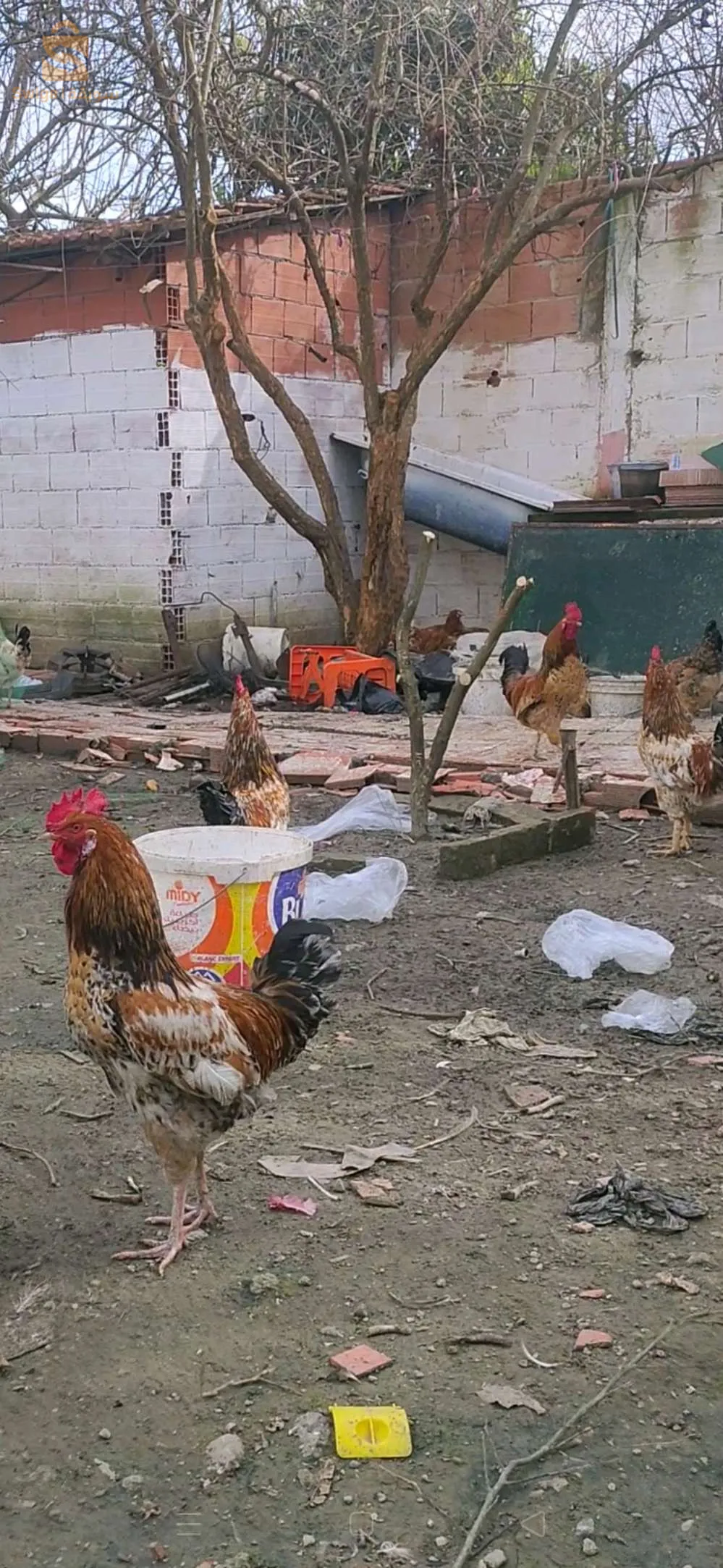 تيبازة الحطاطبة