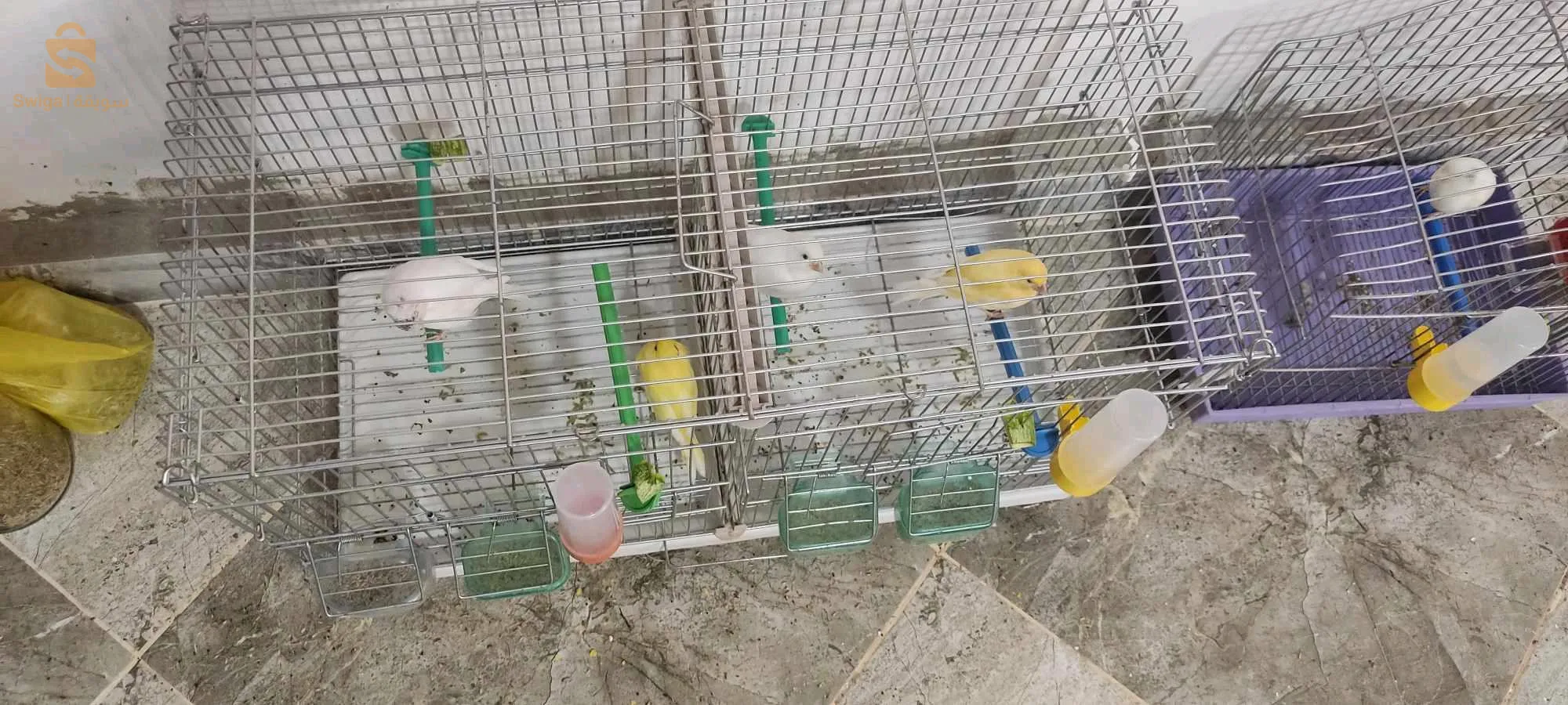 الكناري الجميل مرحبا