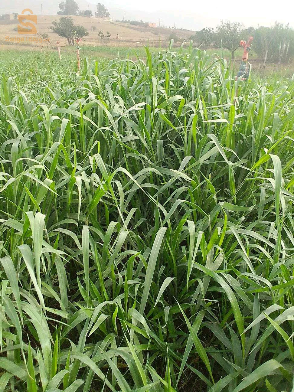 بذور العلفية حصرية في الجزائر من العملاق الأمريكي شركة وولف سومنت