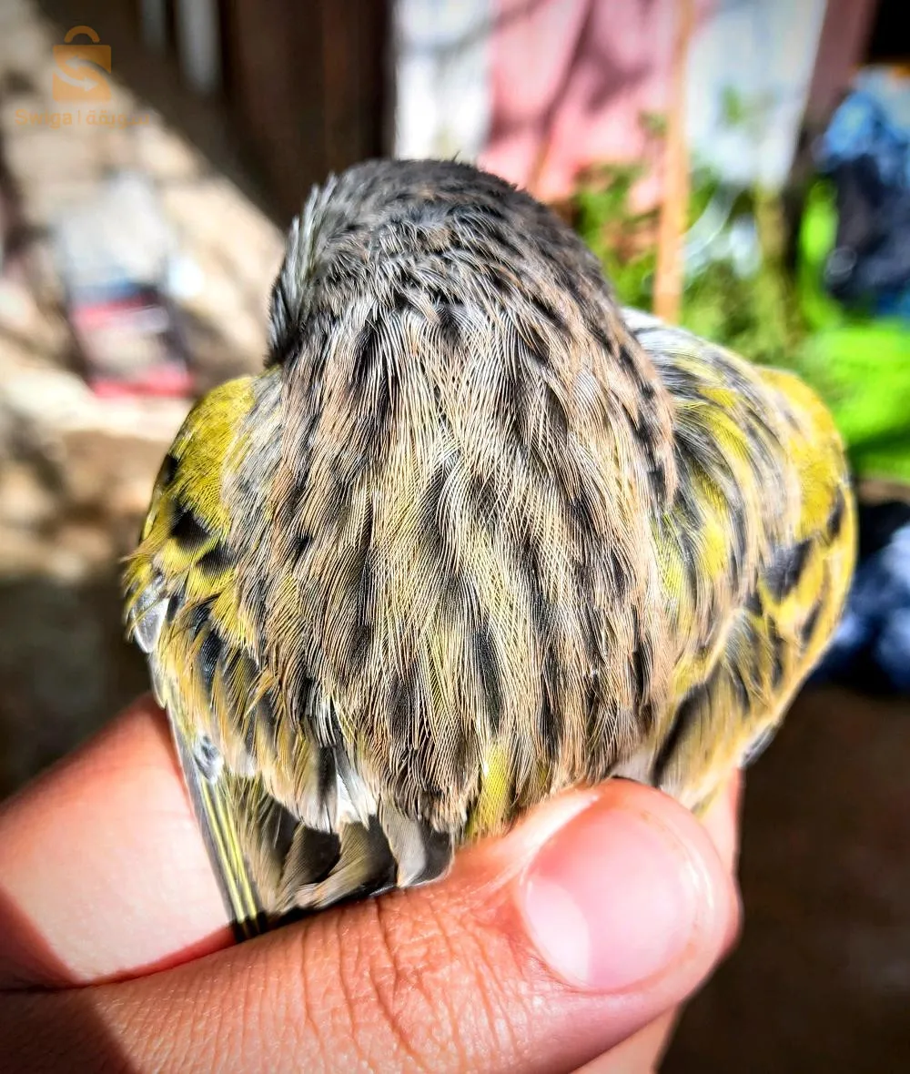 موزاييك للبيع