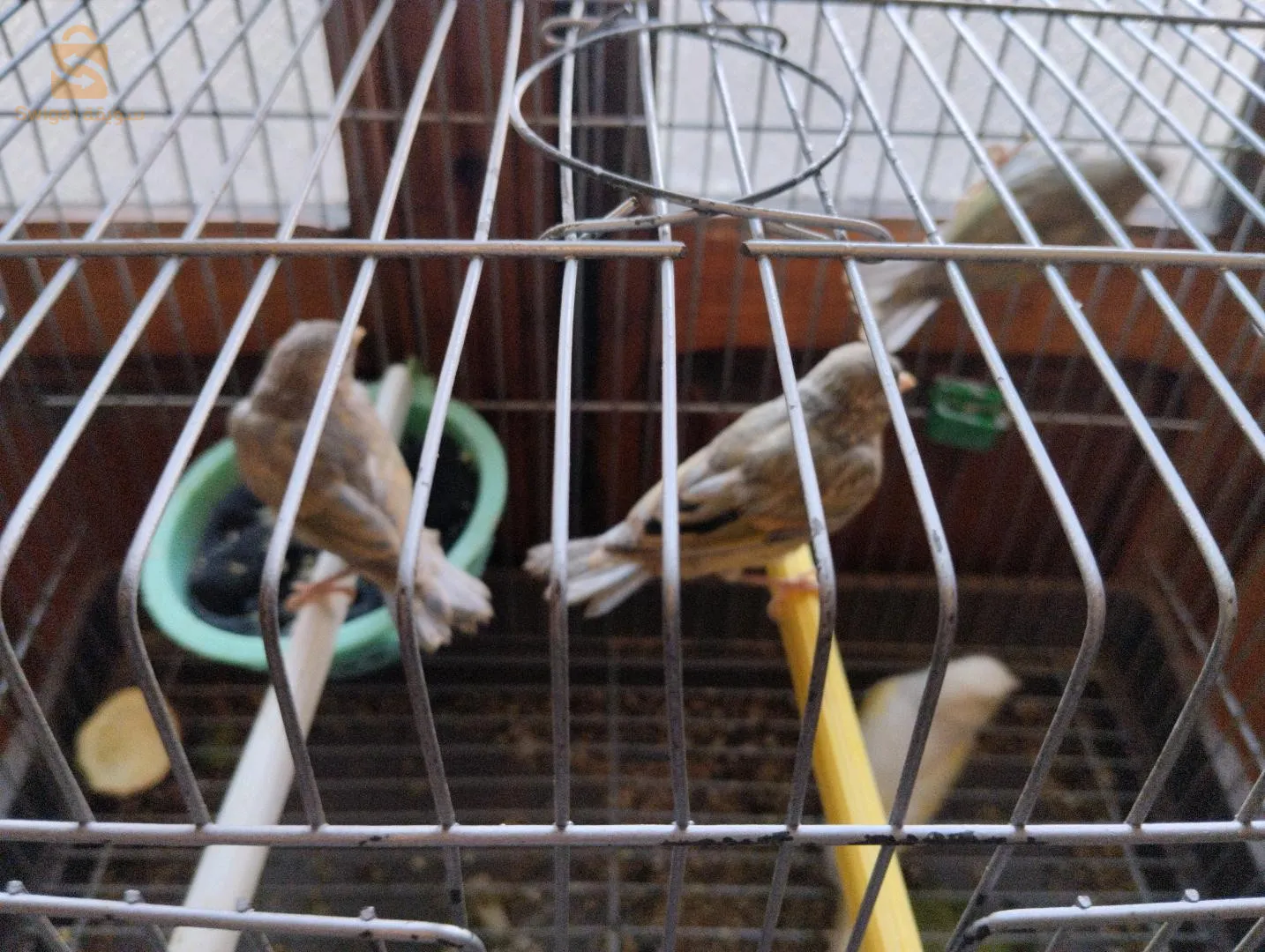 mulet maknine x  femelle canari jaspe  yeux rouges