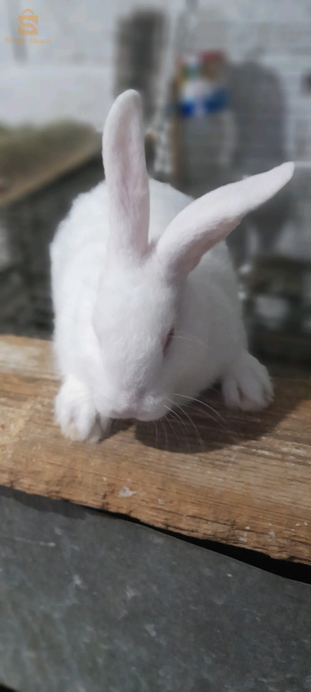 ارانب سيامو في حالة جيدة ما شاء الله