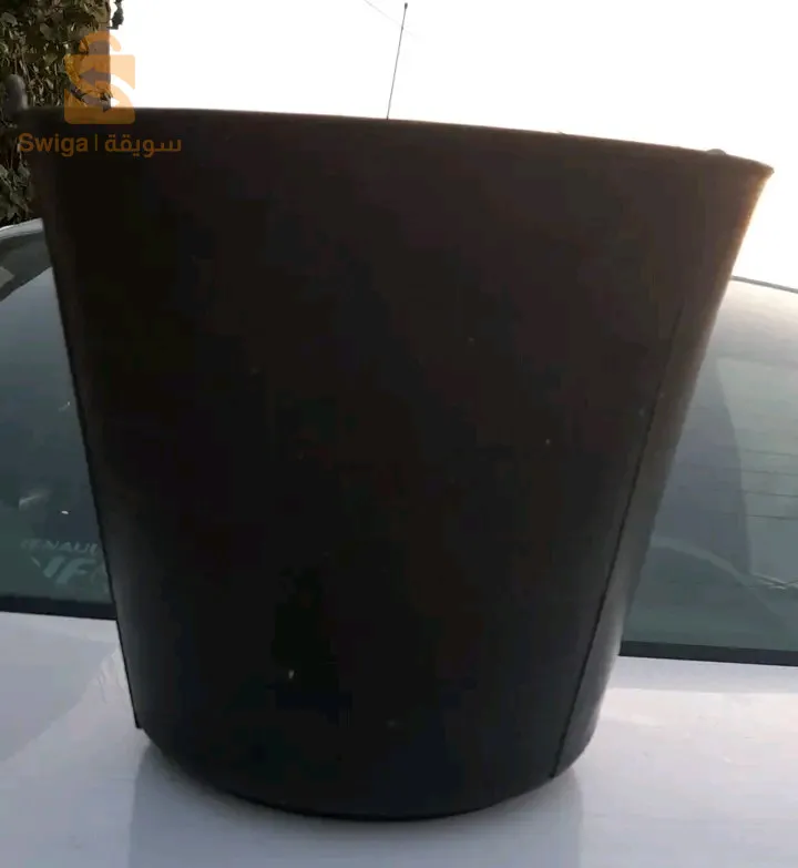 الجزائر