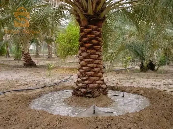 طولقة ولاية بسكرة