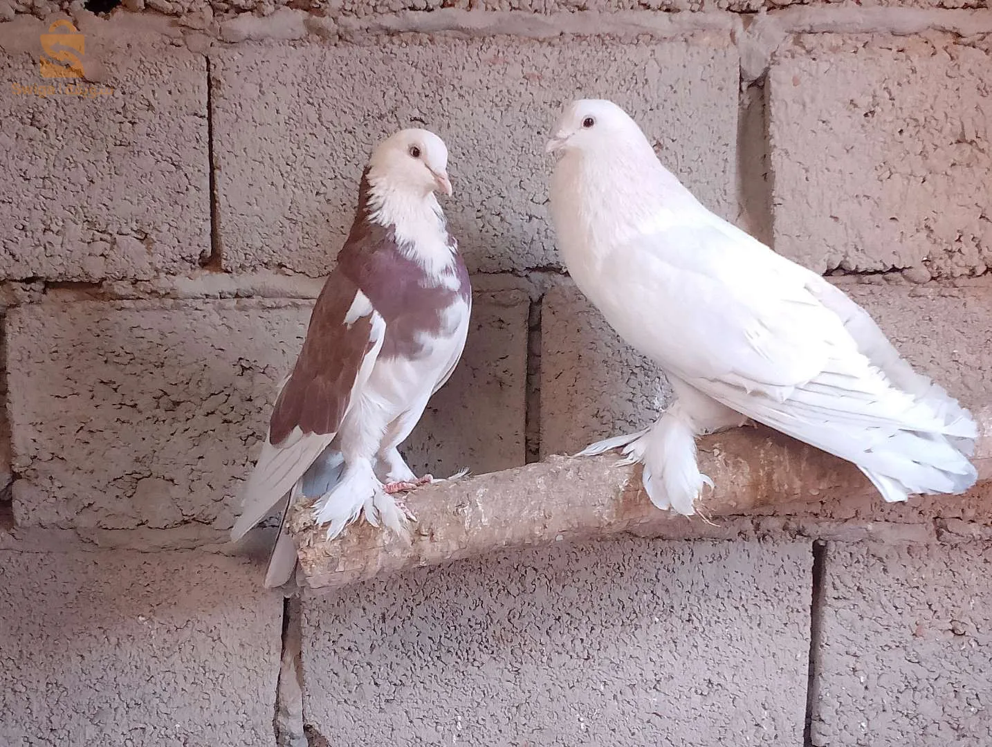 ادرار