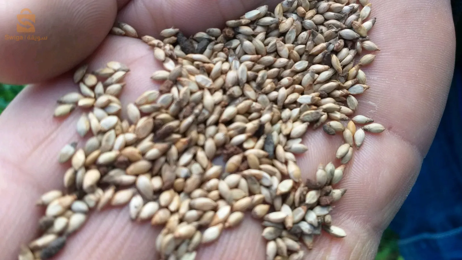 بذور العلفية حصرية في الجزائر من العملاق الأمريكي شركة وولف سومنت