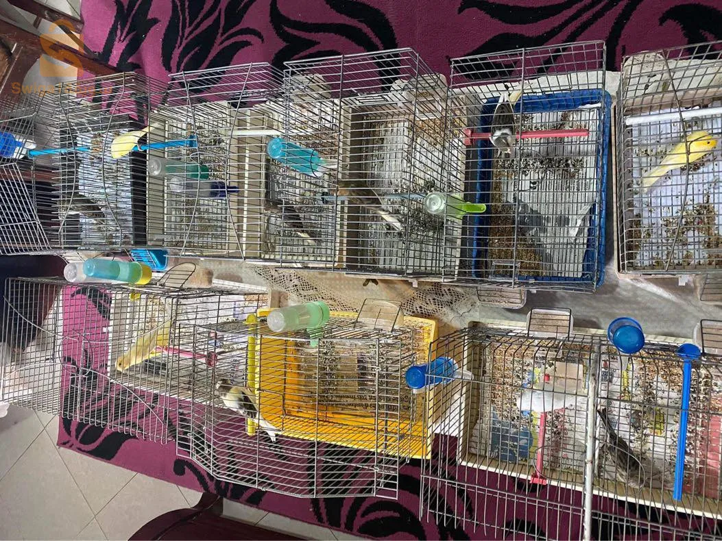 عصافير كاناري 0791661037