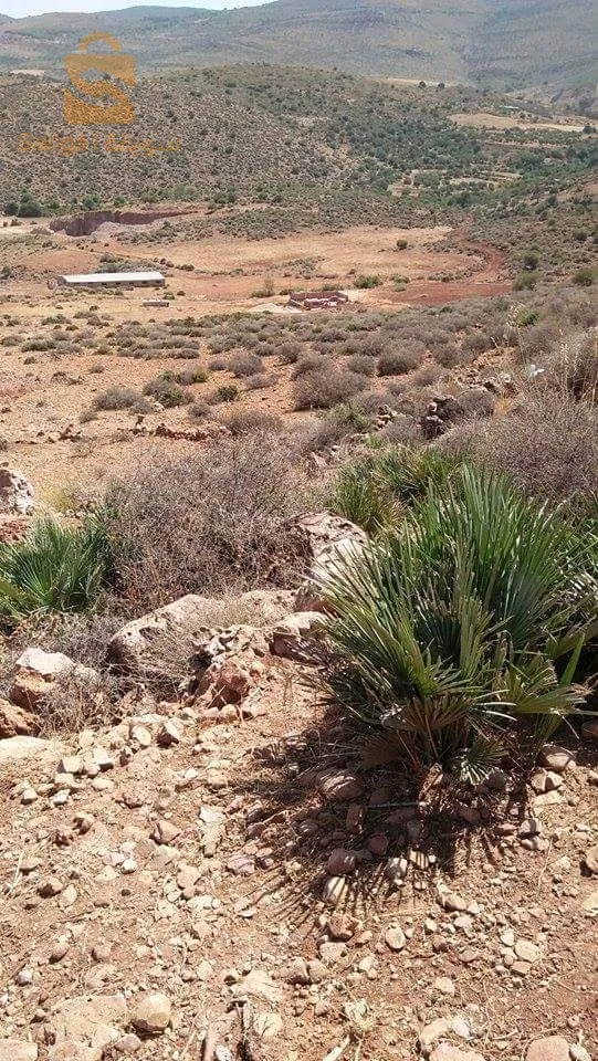 بوجليدة حي عبد المومون بن علي