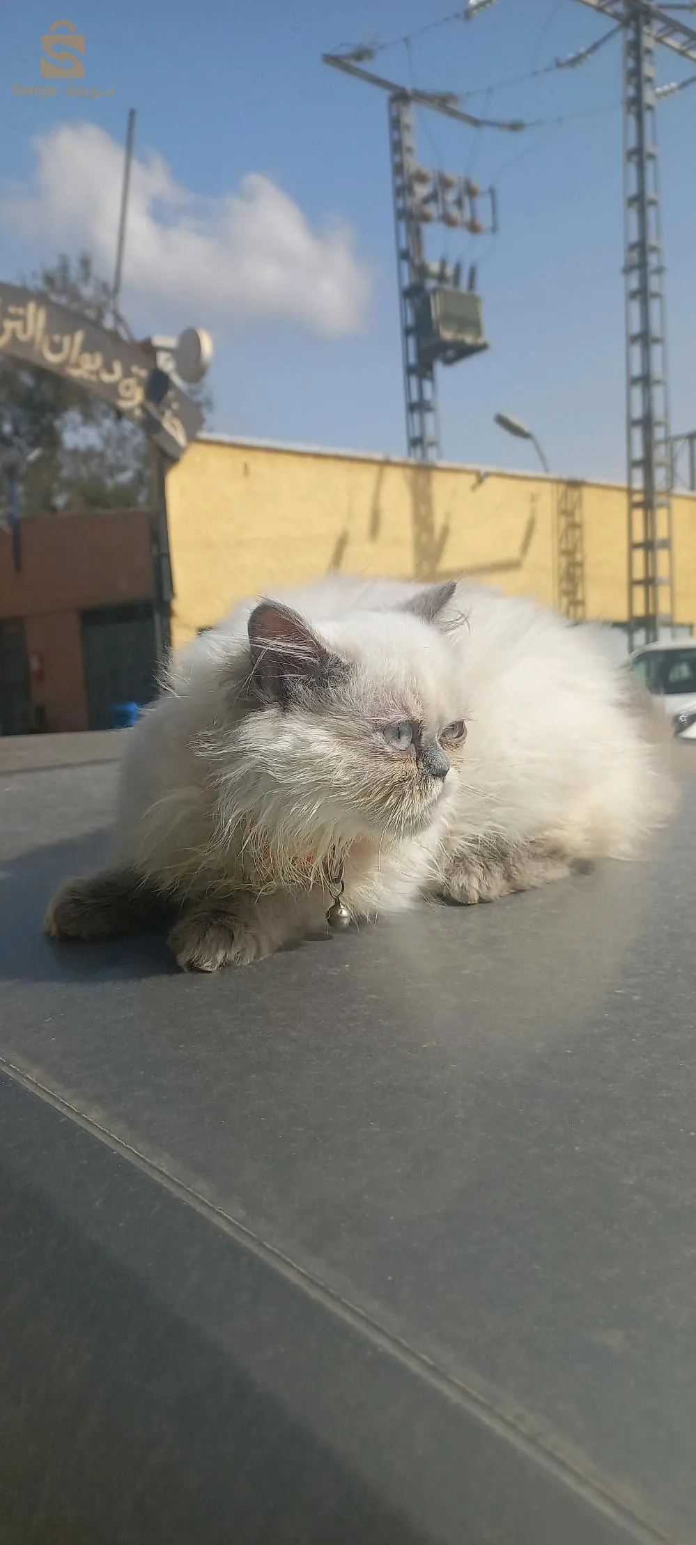 قطط بارسون هملايا