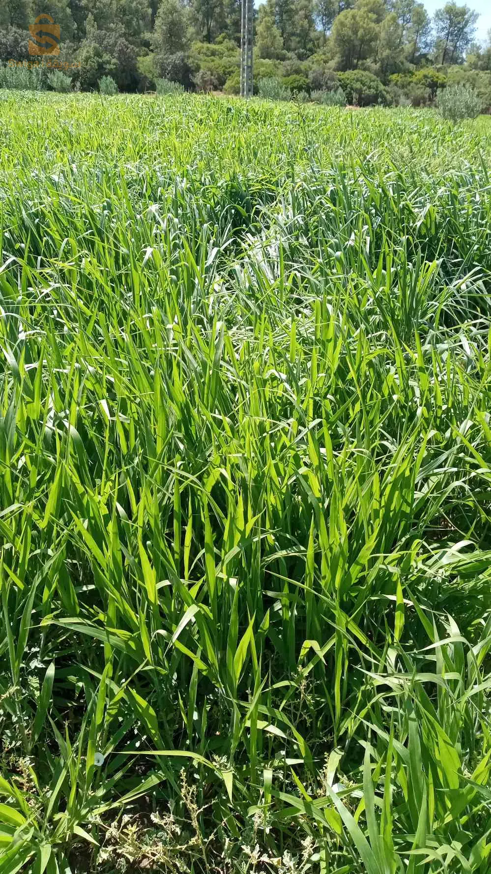 بذور العلفية حصرية في الجزائر من العملاق الأمريكي شركة وولف سومنت