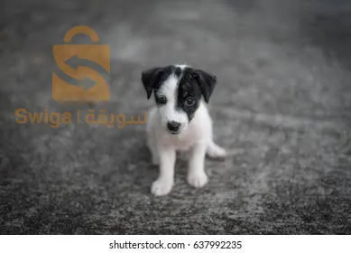 Jack Russell جراوا شتلة مليحة و سومة مليحة