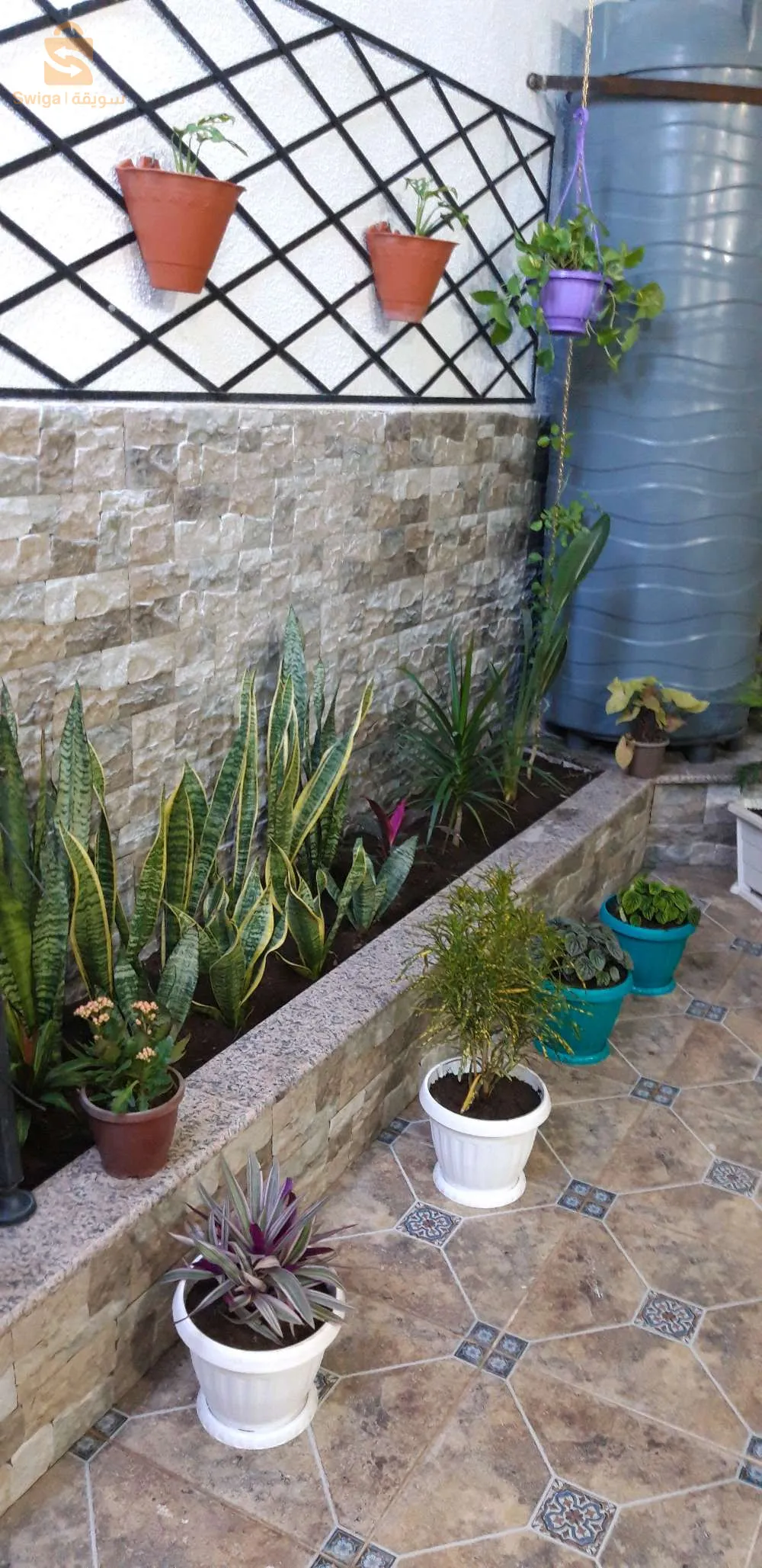 Le prix selon la qualité des plantes et la  taille