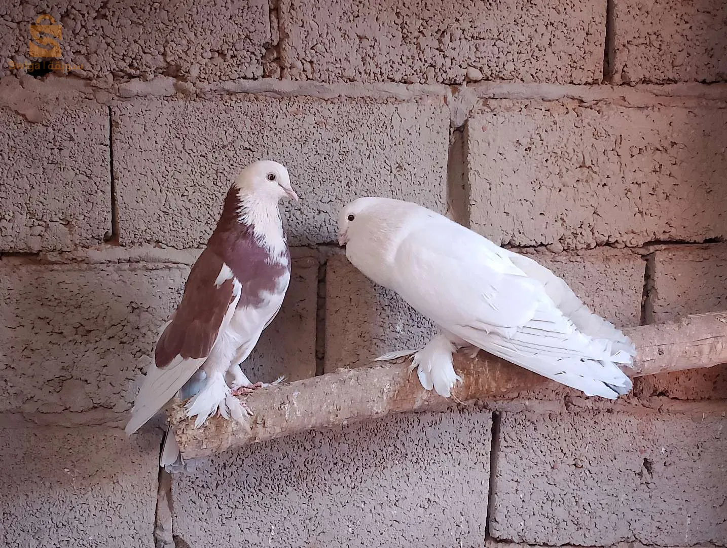 ادرار