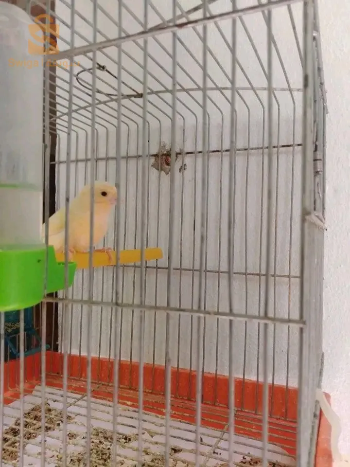 كوبلة كناري