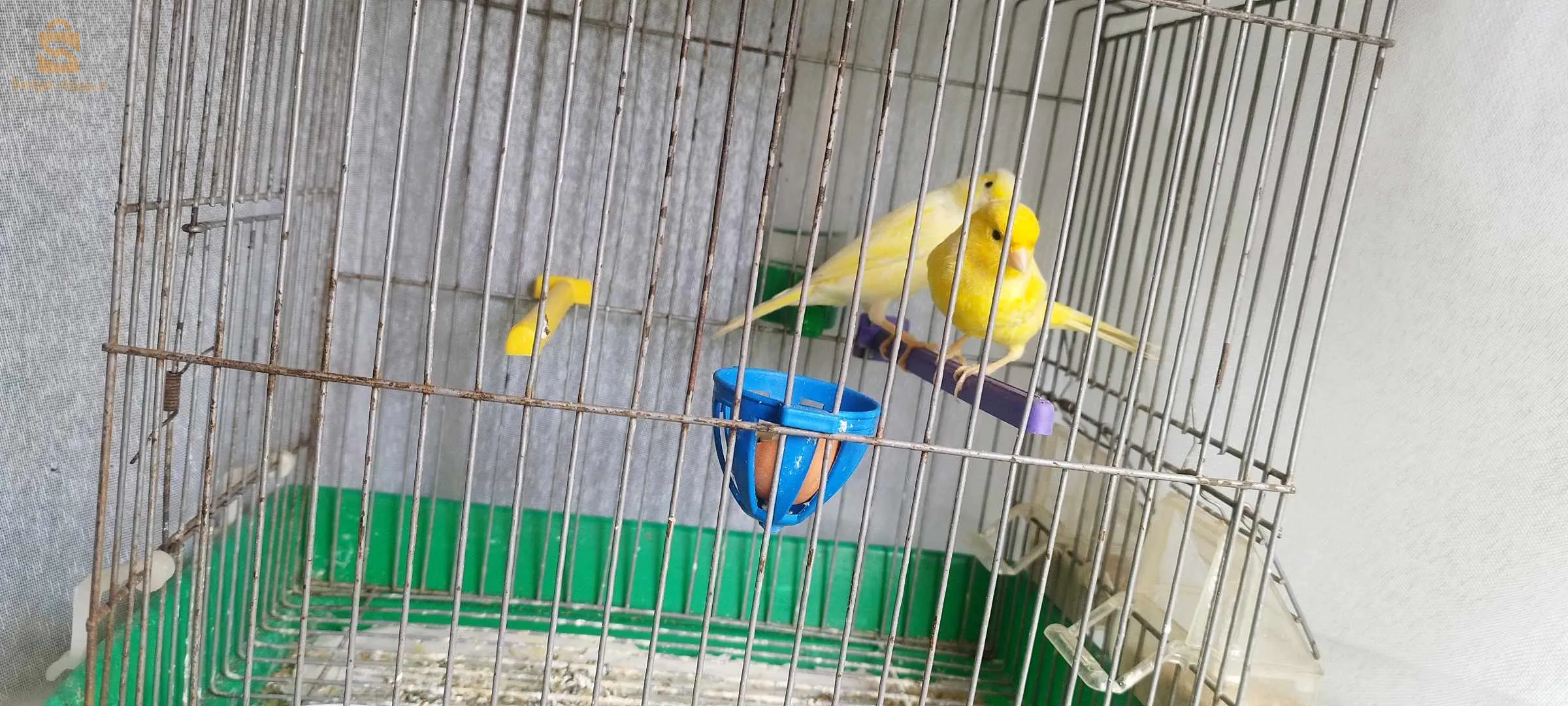 كاين 6 حبات 4 فصول