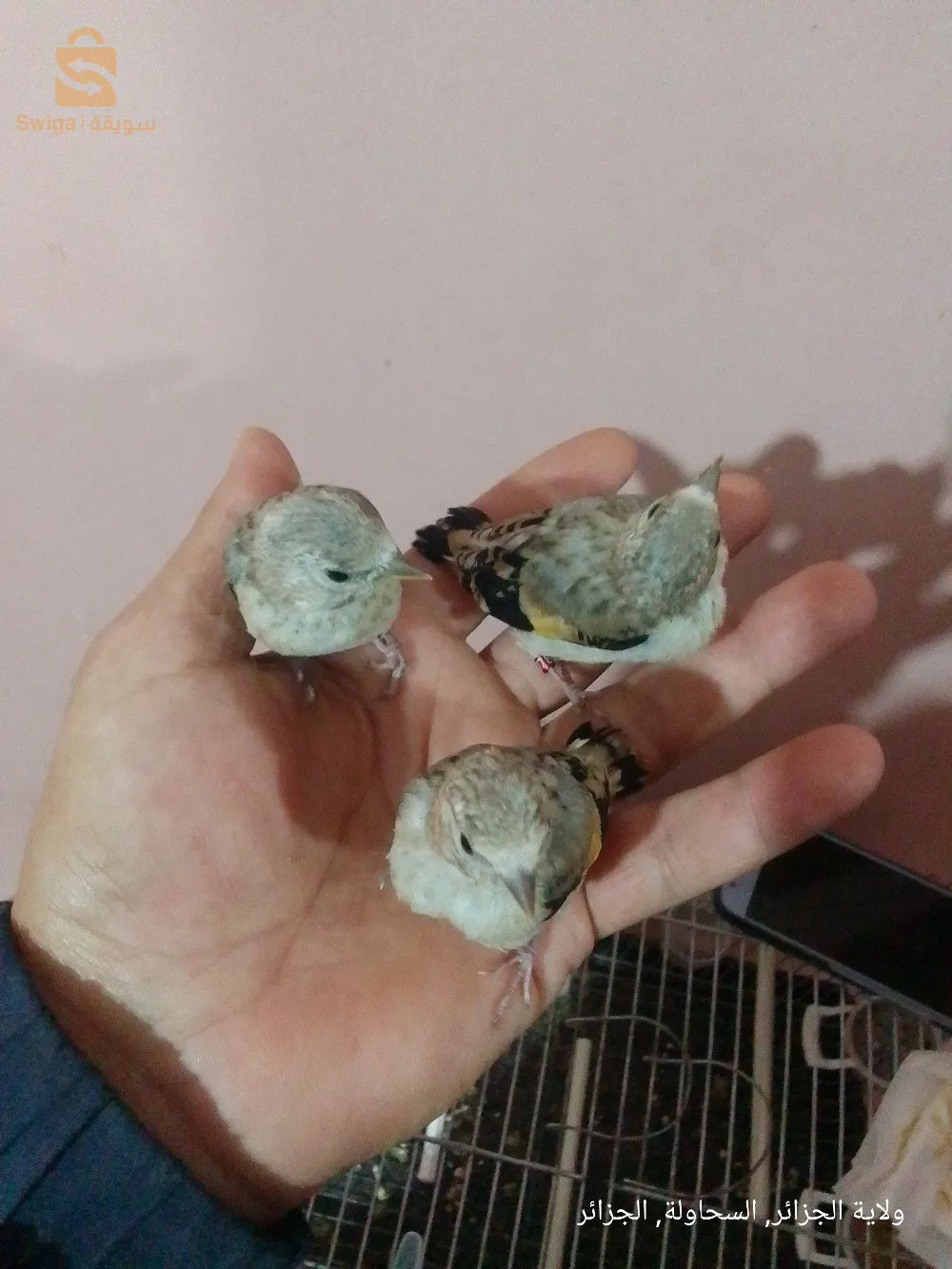 باباعلي السحاولة