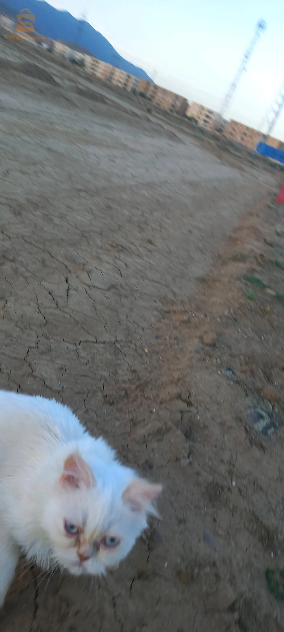 قطط بارسون هملايا