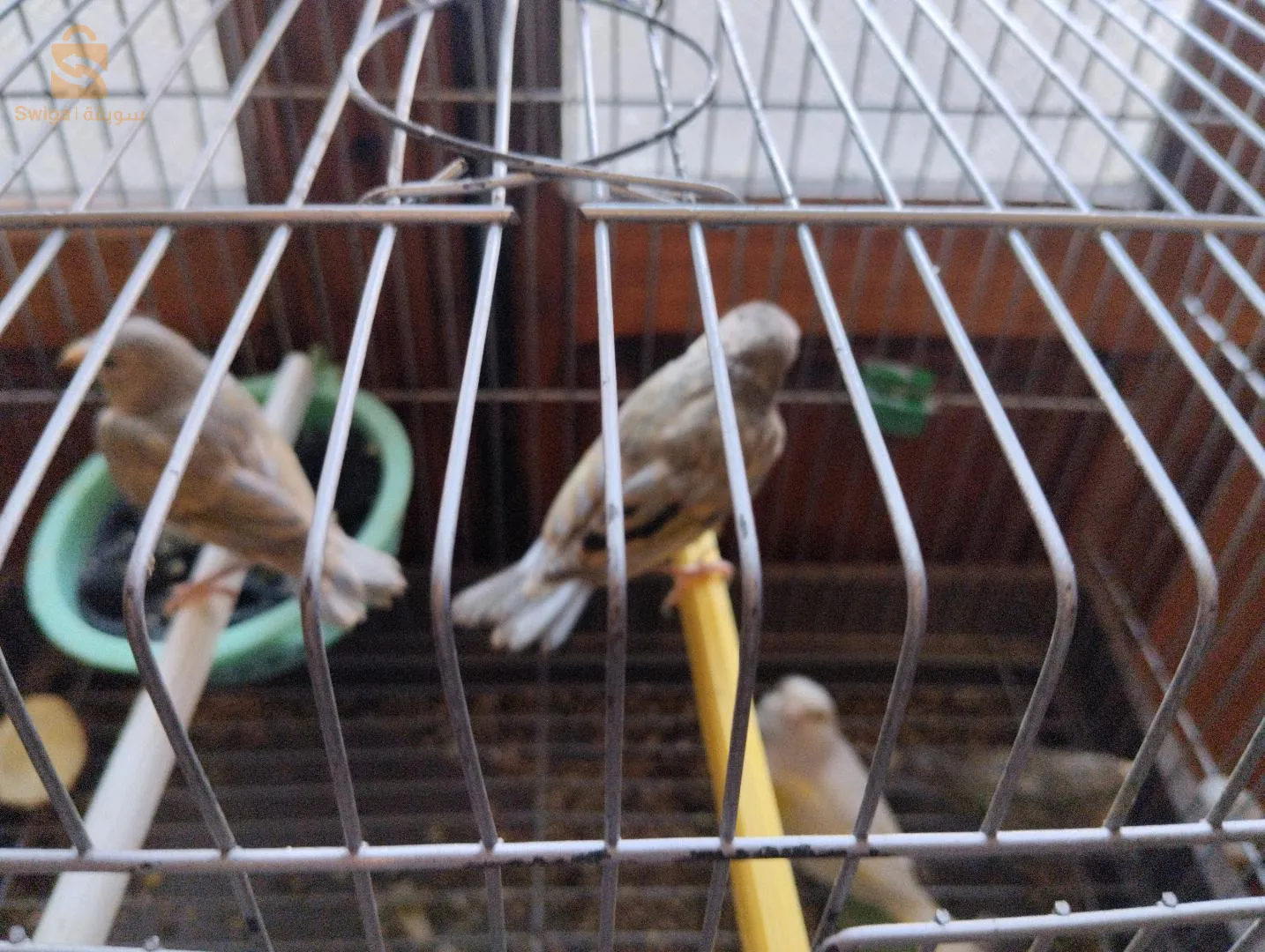 mulet maknine x  femelle canari jaspe  yeux rouges