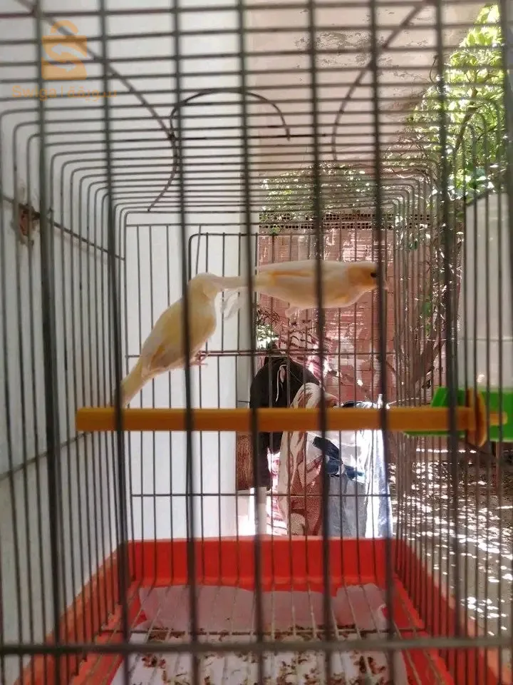 كوبلة كناري