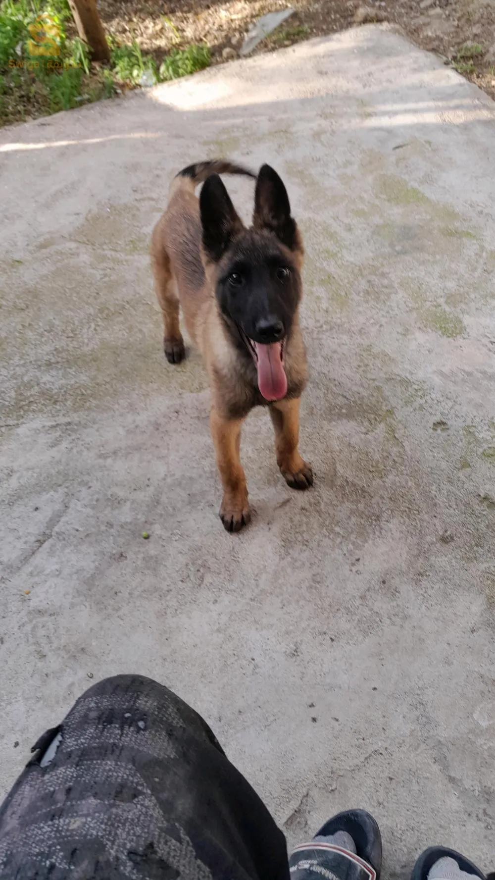 حاجة مليحة و هاز شوية دريساج ....اسي ...pas boji....atak...cochi