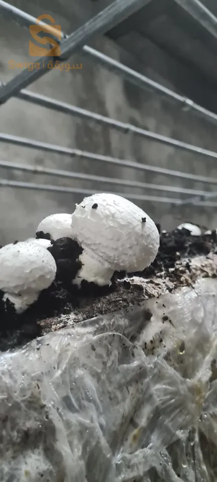 champignon 🍄🍄🍄🍄 0667301207