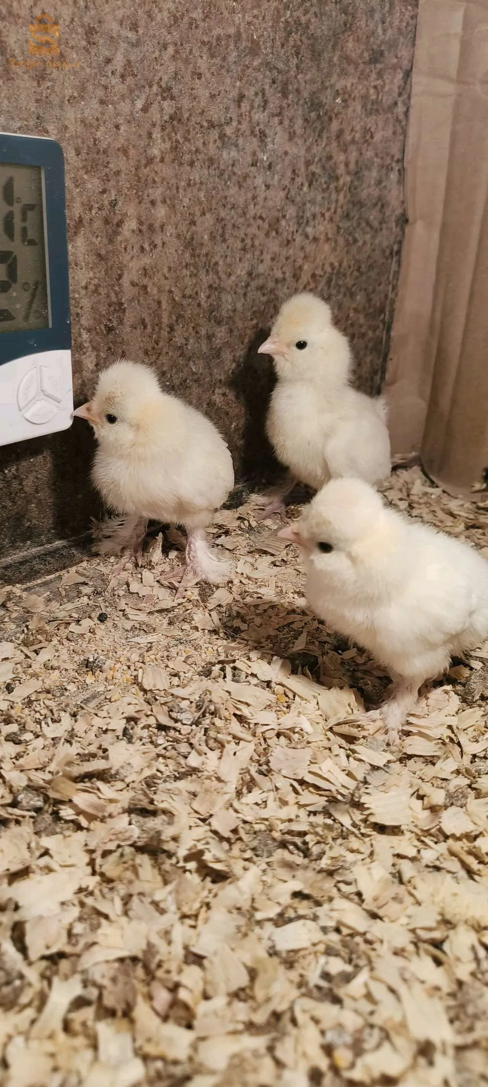 متوفر فلوس سلطان العثماني