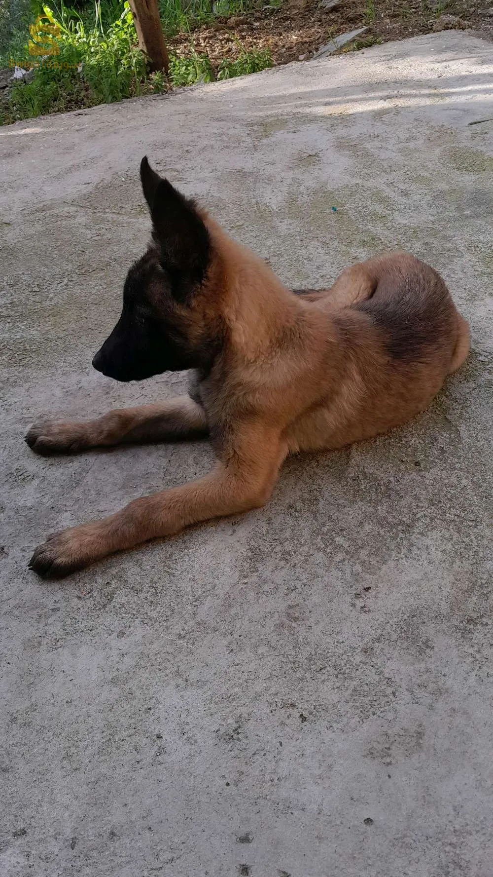 malinoi