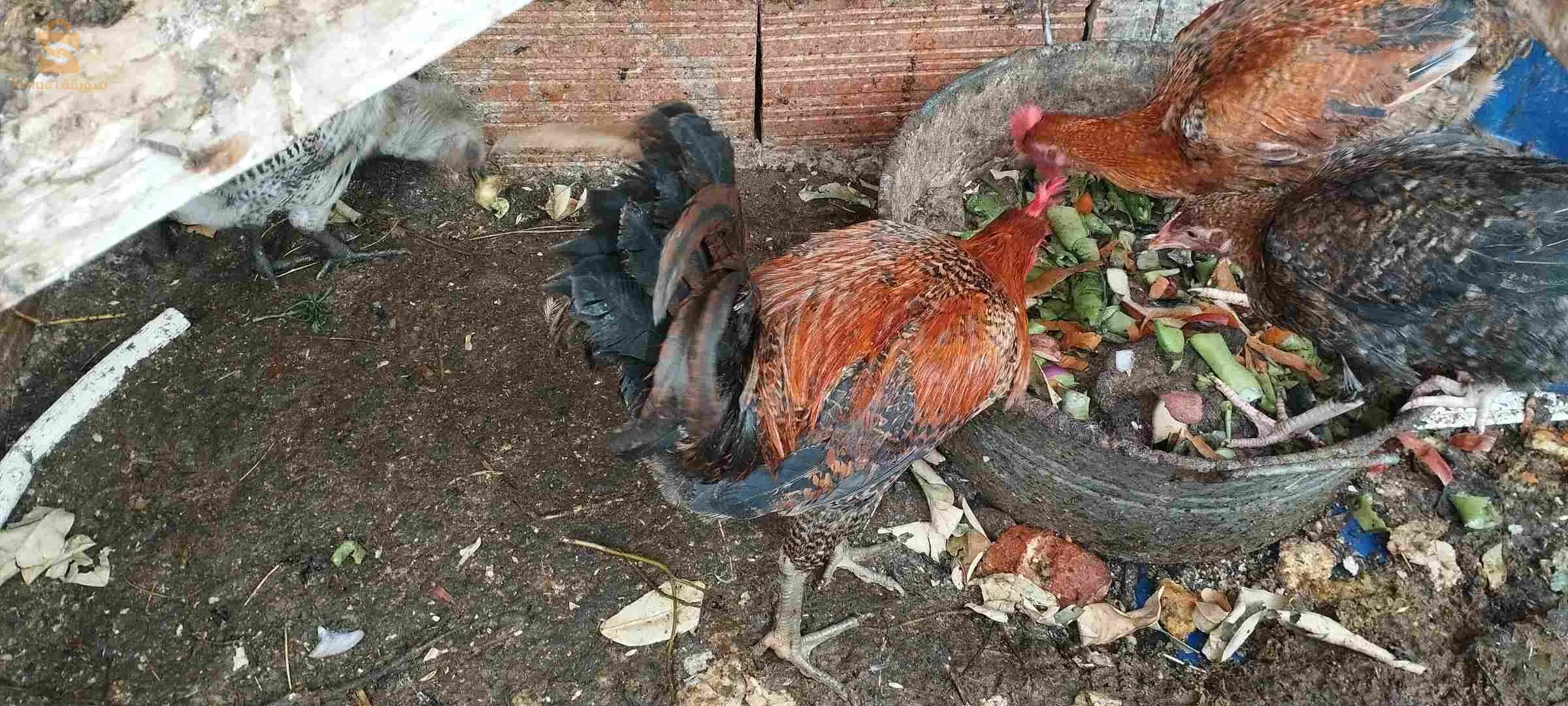 دجاج فيومي وعرب