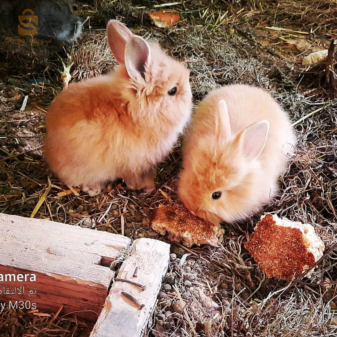 ولاية تبسة بلدية صفصاف الوسرى