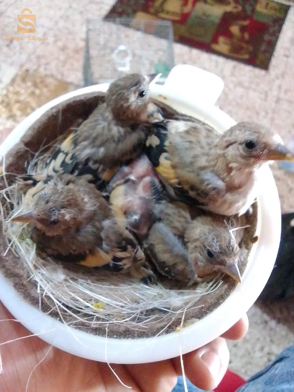 باباعلي السحاولة