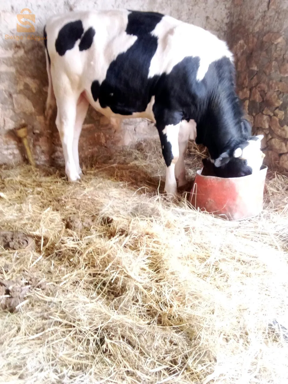 الماء الابيض