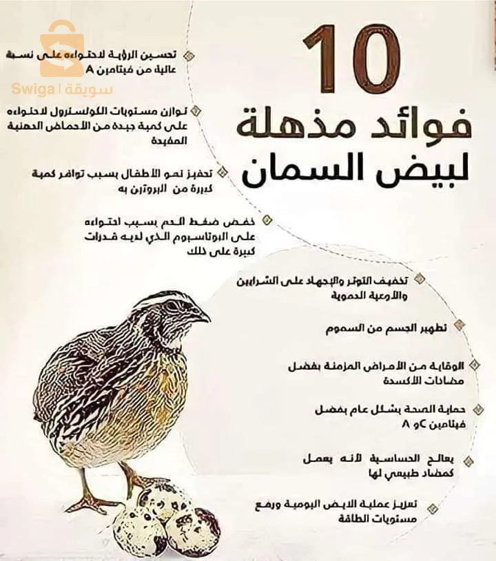 بيض السمان