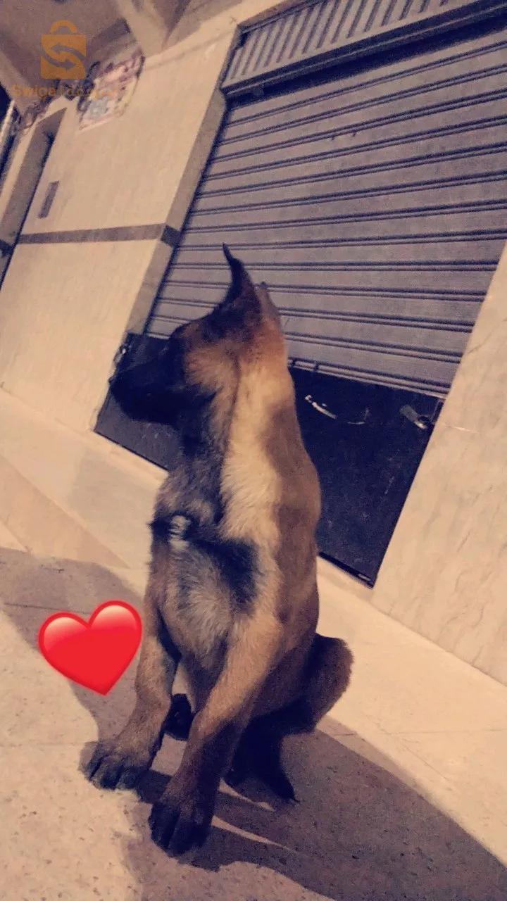 مالينوا للبيع 3 اشهر