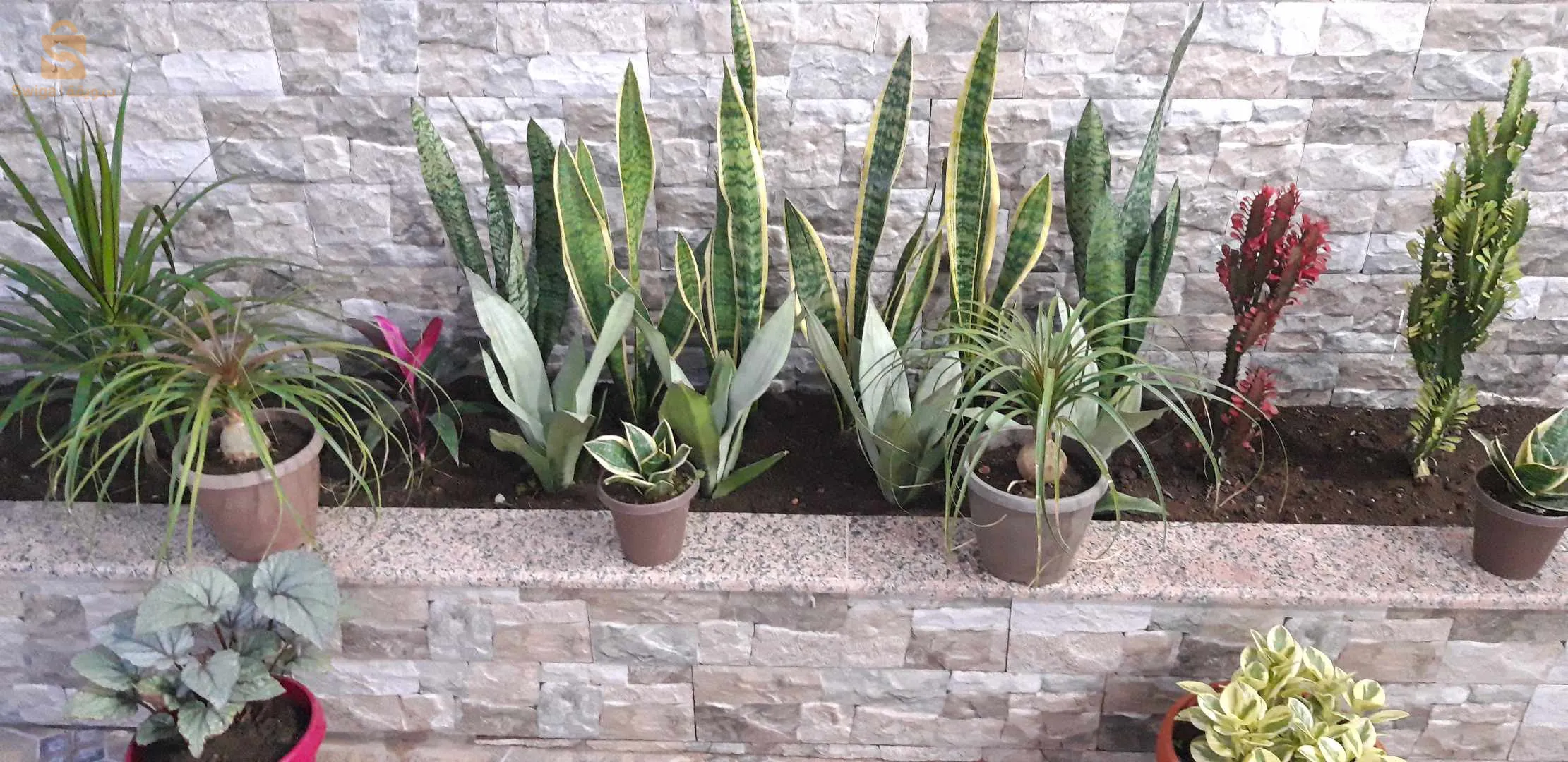 Le prix selon la qualité des plantes et la  taille