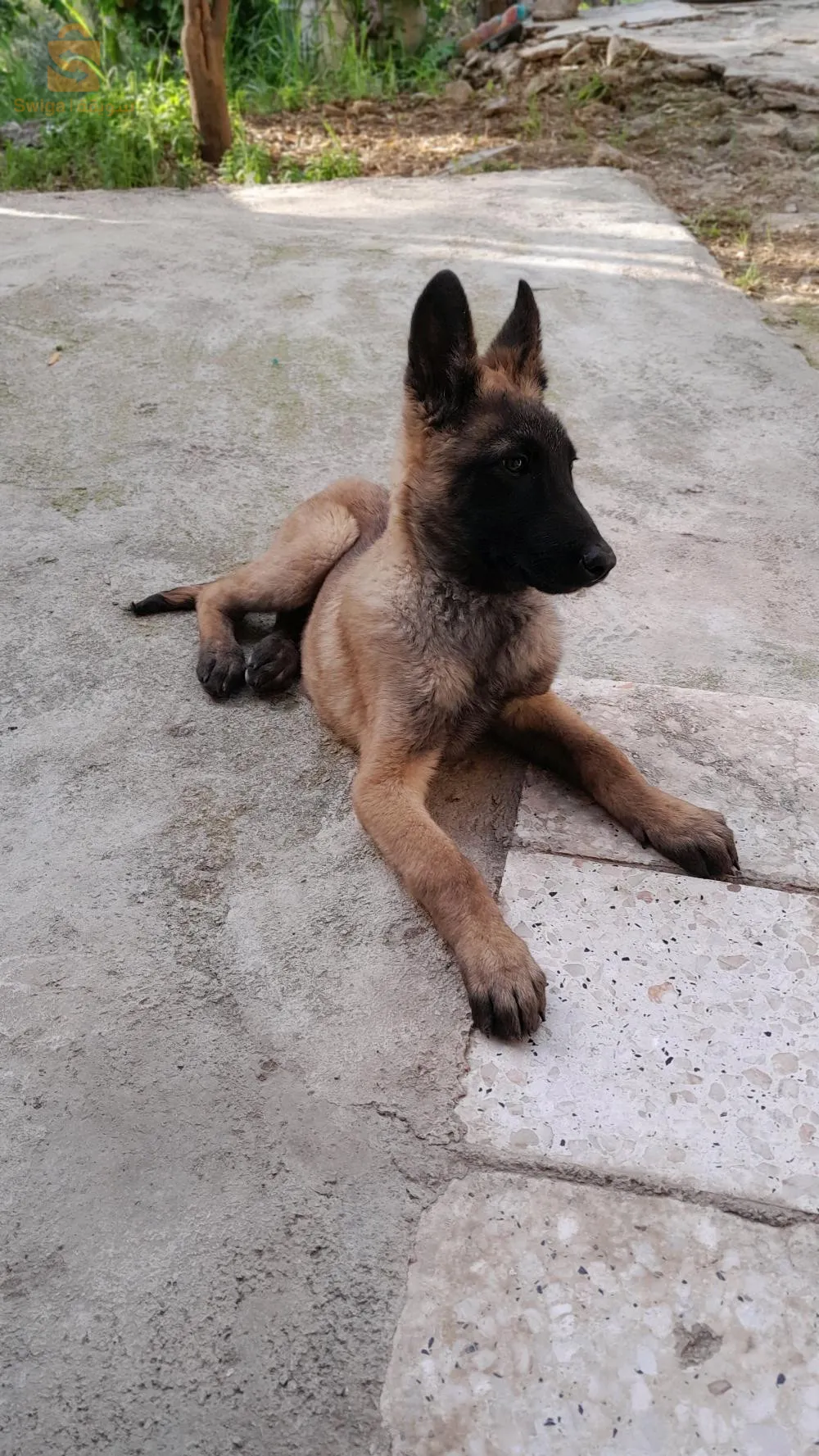 حاجة مليحة و هاز شوية دريساج ....اسي ...pas boji....atak...cochi