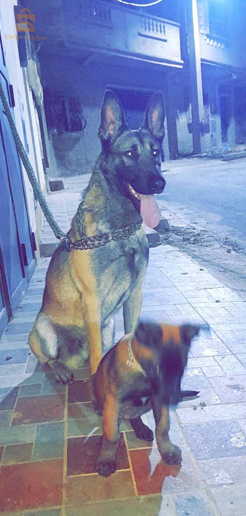 مالينوا كلاسيك  18 moi