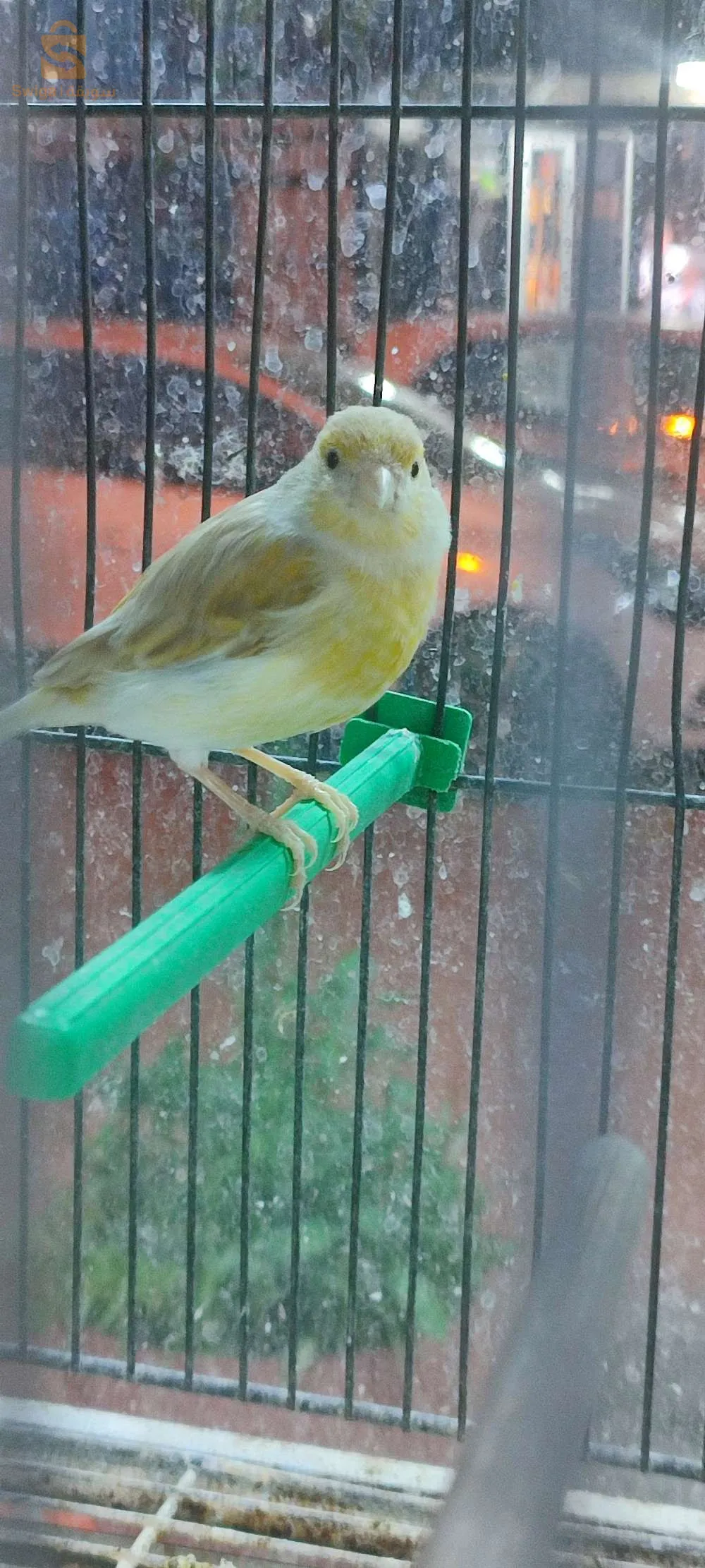 كنارية ايزابال واجدة تاع مقنين