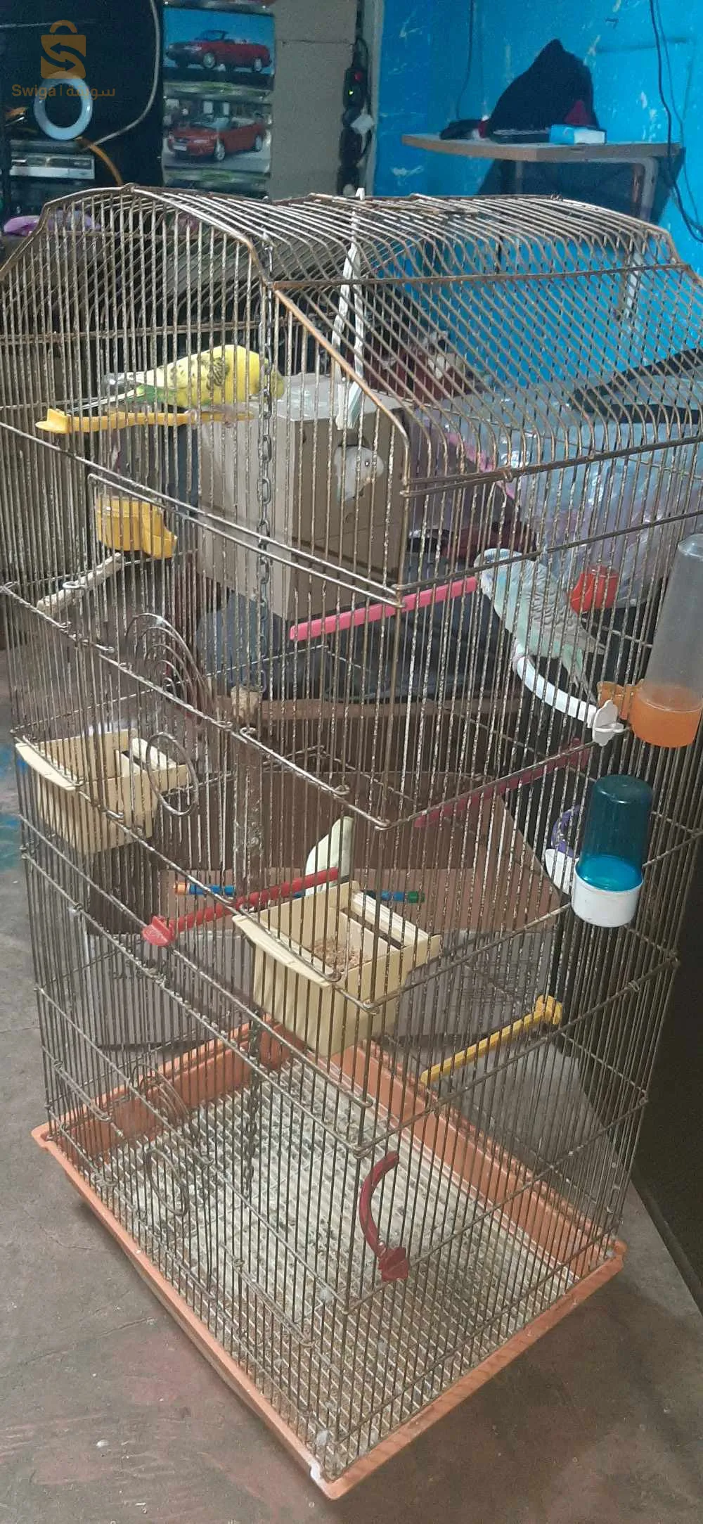 ربعة بيريش