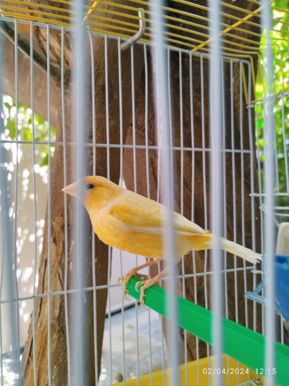 canari