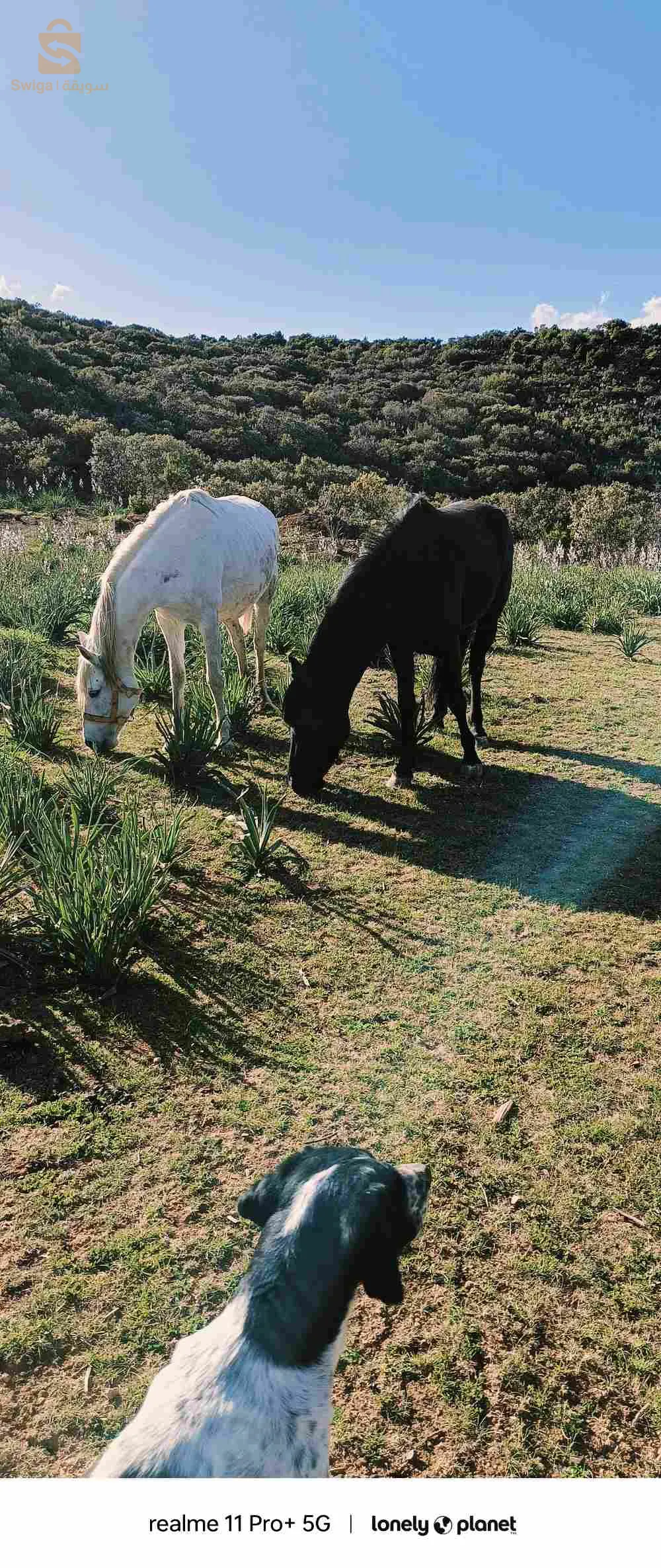 خيول للبيع بوقاعة/سطيف