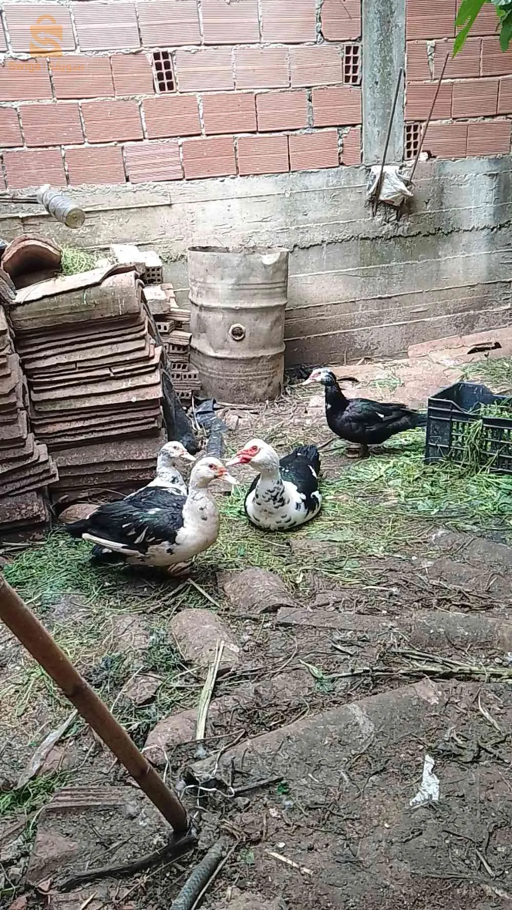 بط البربر+بيض ملقح ✅