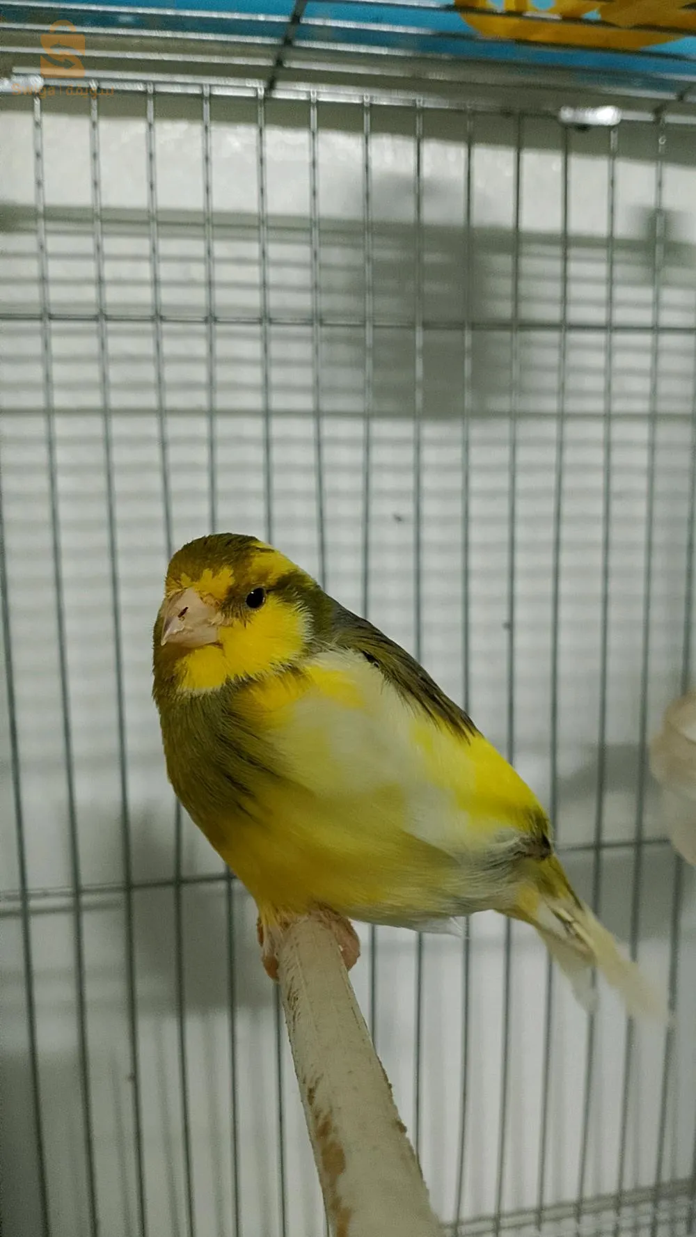 كاناري للبيع ذكر