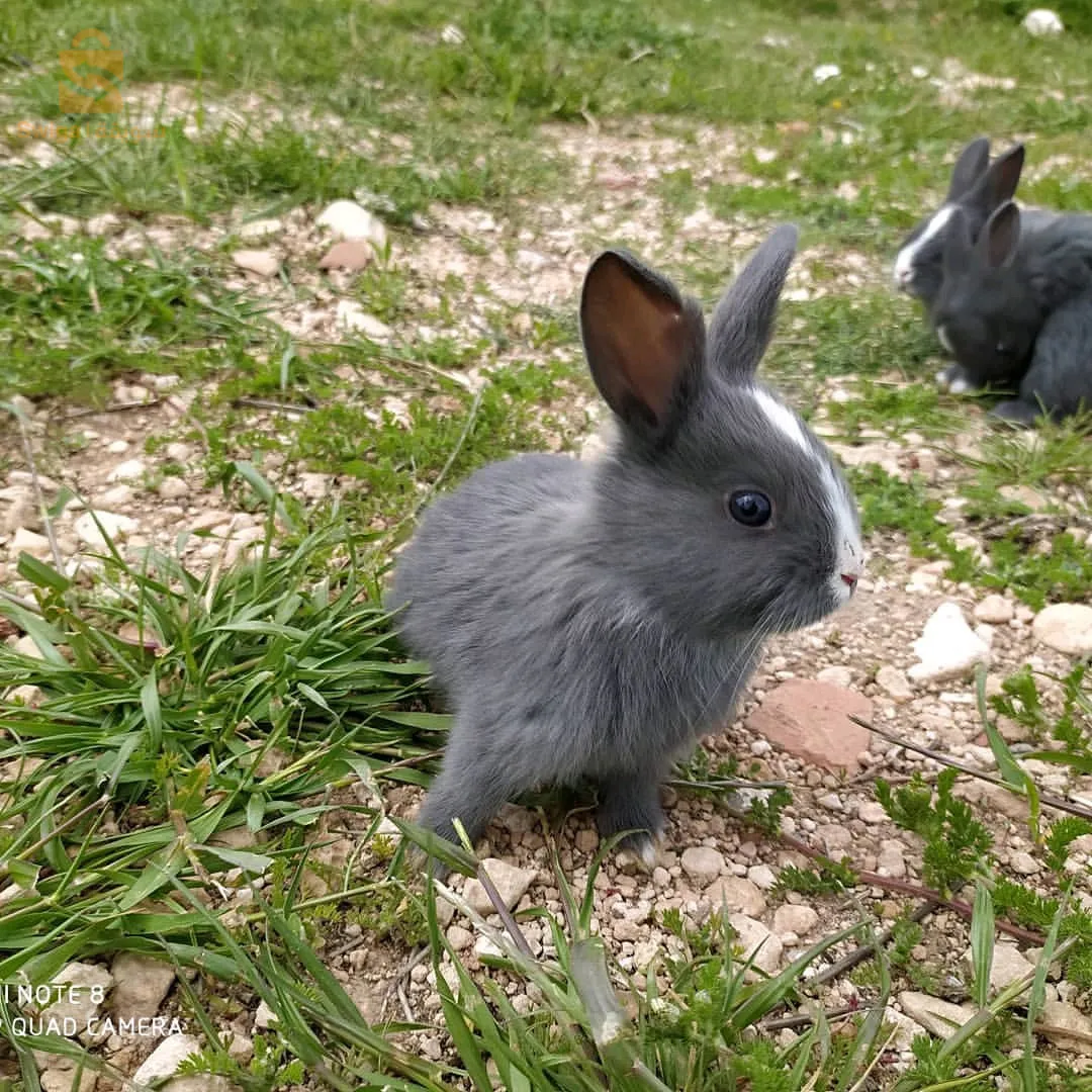 ولاية تبسة بلدية صفصاف الوسرى