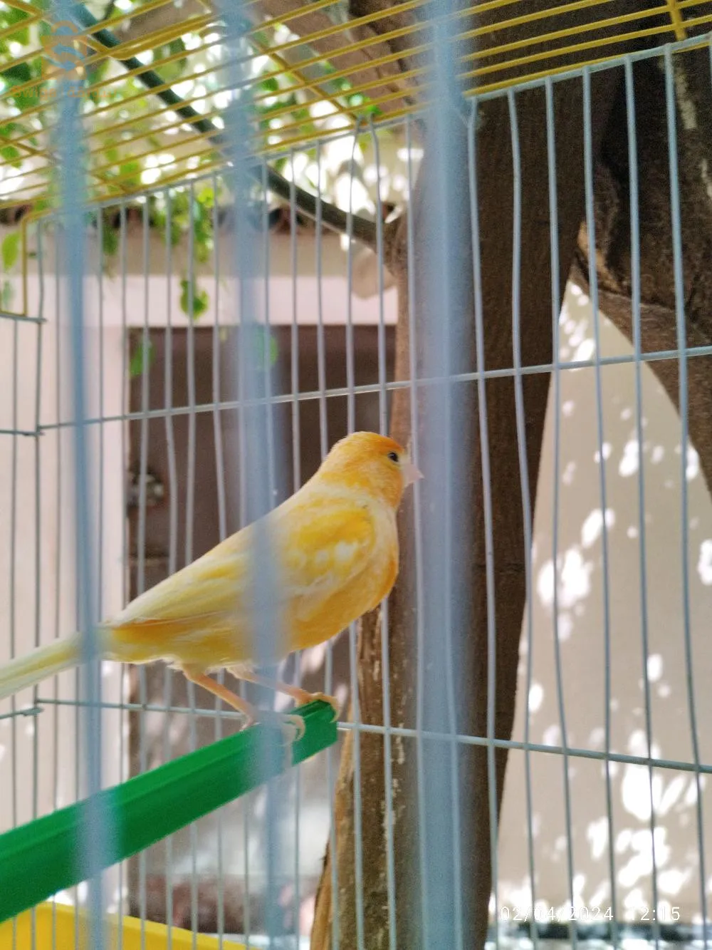 canari
